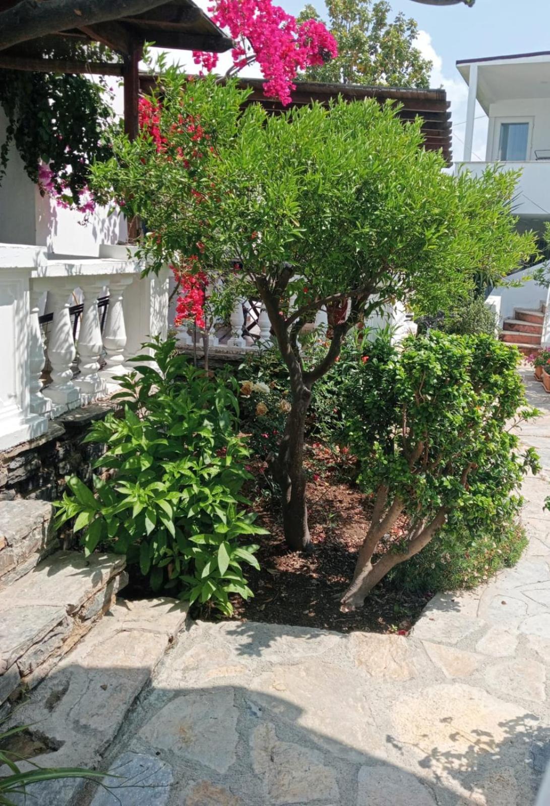 Cedi Bodrum